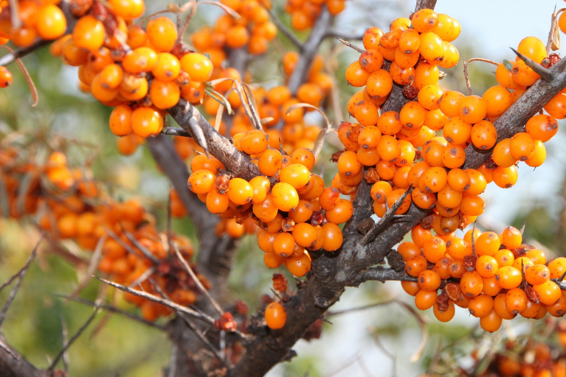 Sanddorn – Mehr als „nur“ eine Frucht • Kochmania - Kostenlose Rezepte