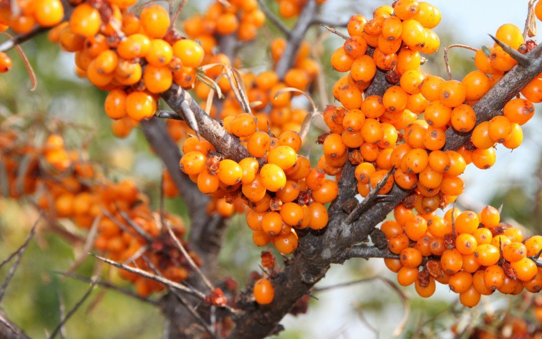 Sanddorn – Mehr als „nur“ eine Frucht