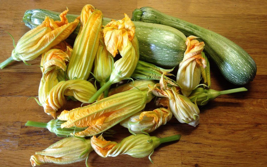 Zucchiniblüte