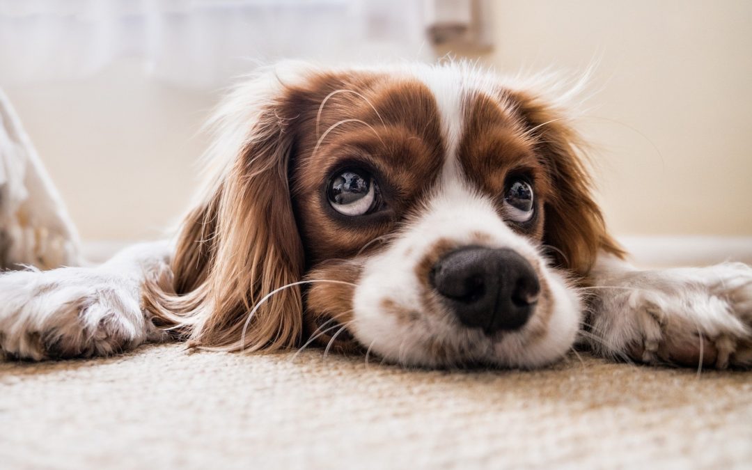 Kochen für den Hund – so geht´s