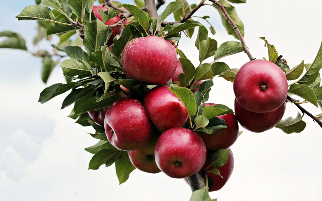 Fruchtige Backideen: Für süße Vielfalt und nachhaltige Kreativität in der Backstube